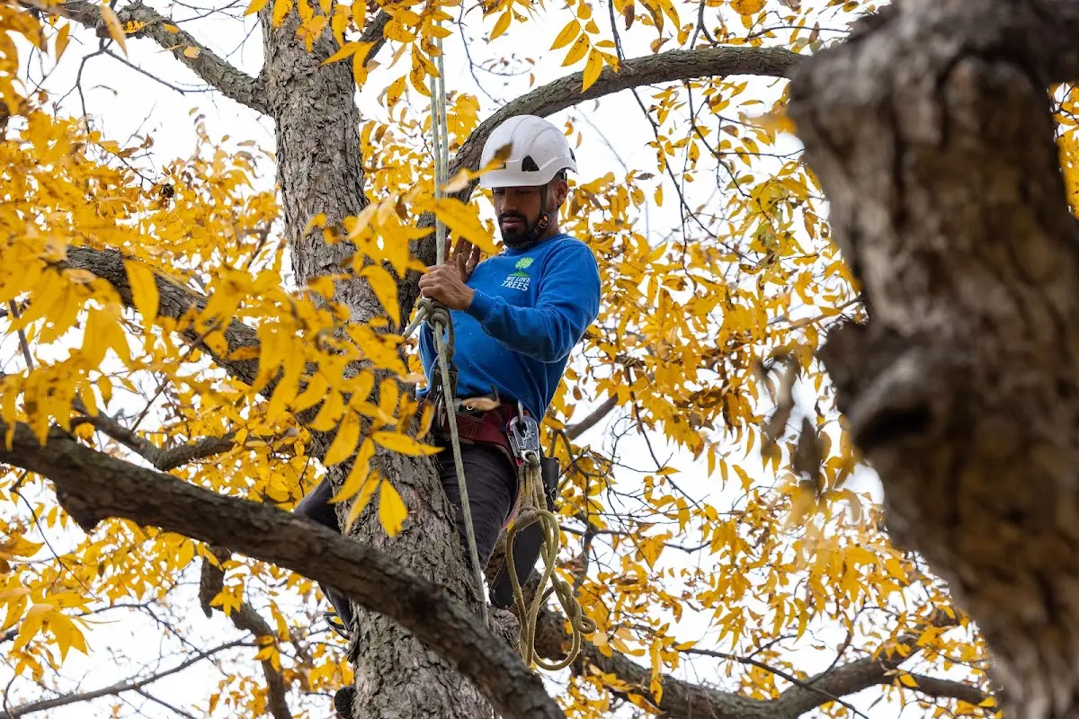 Skilled Tree Transplanting crew working in San Miguel